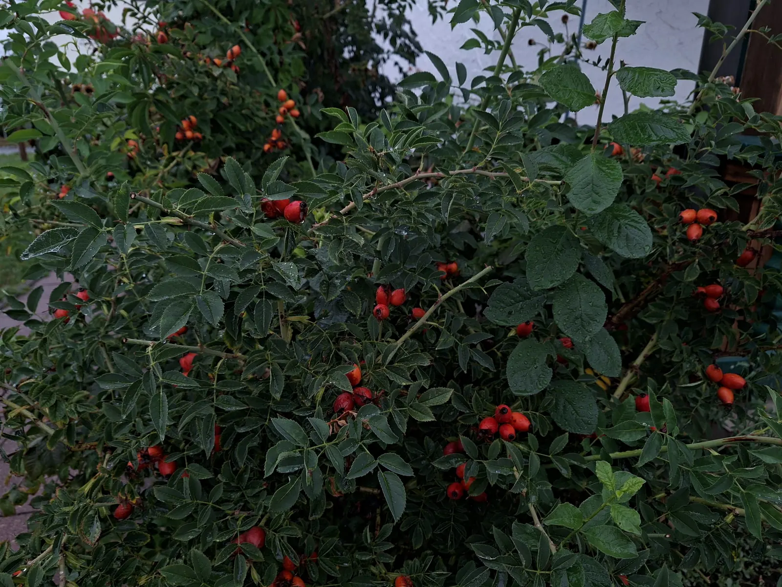 Hagebuttenstrauch mit roten Früchten im Garten